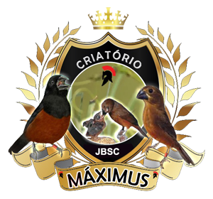 Notícias | Criatório Máximus - Curió Praia Clássico - Vila Rica/MT
